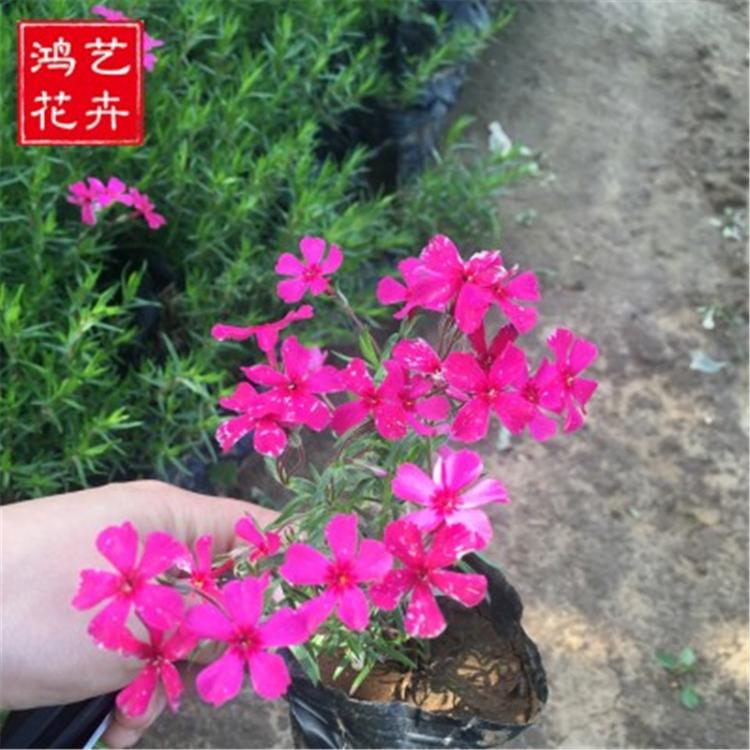 芝樱基地 芝樱花海用苗 鸿艺现苗批发