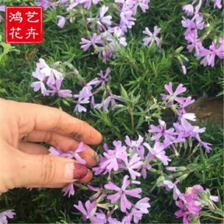 青州芝樱价格 芝樱花海 芝樱优惠供应