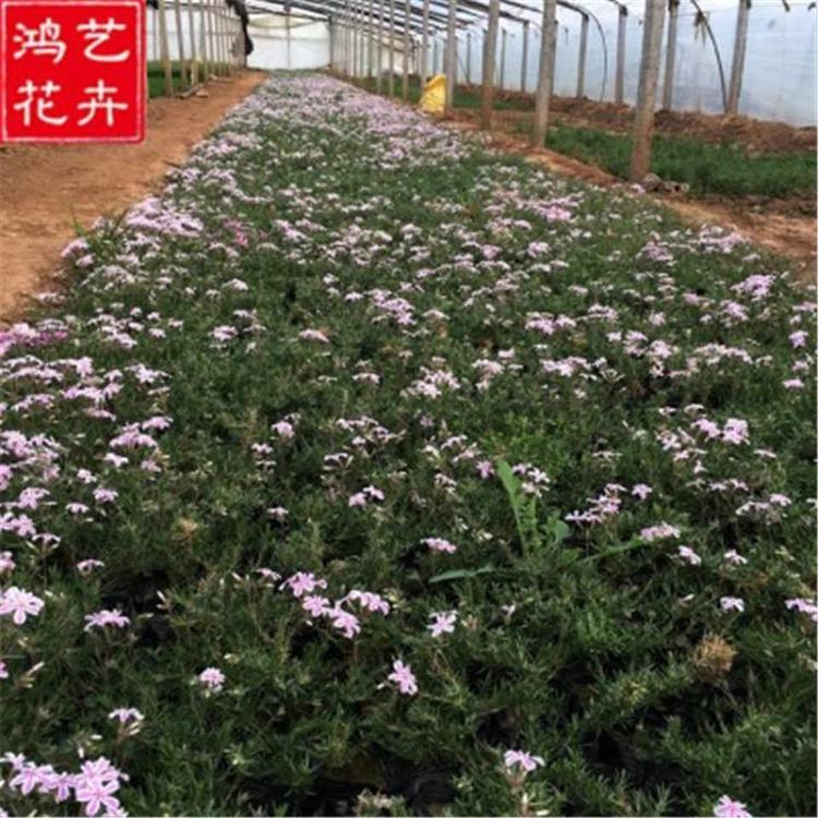 丛生福禄考 青州草花批发 丛生福禄考花海