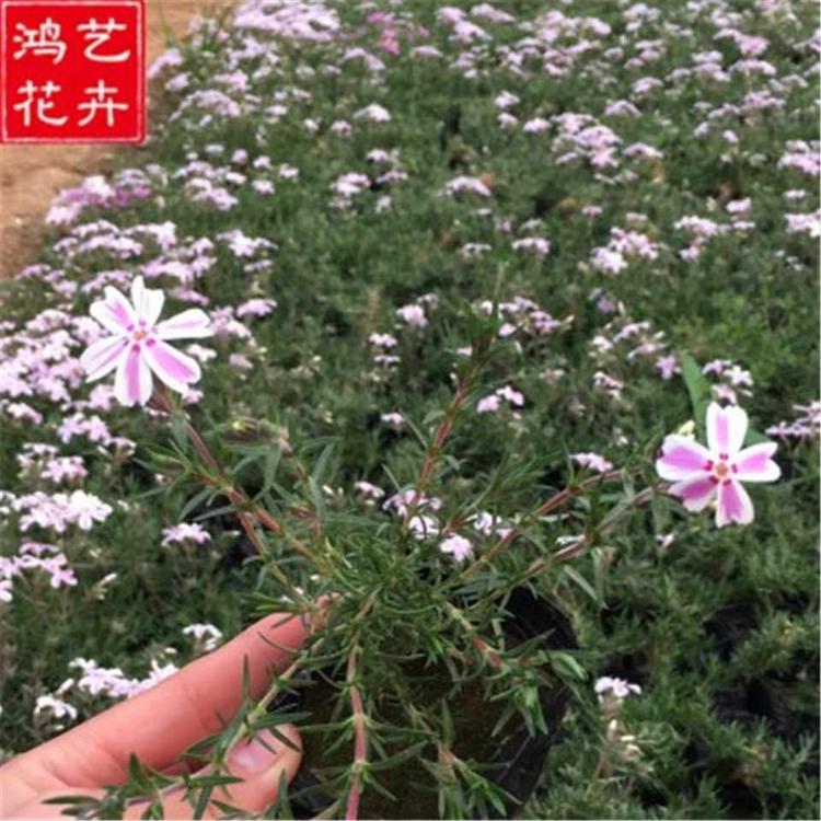 丛生福禄考基地 批发福禄考杯苗 丛生福禄考花海专用苗