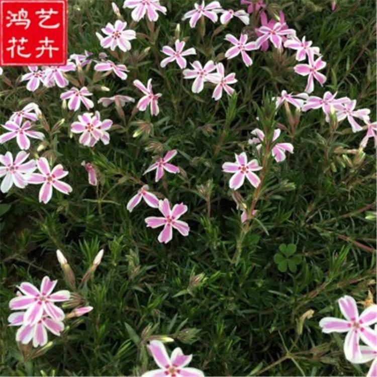 丛生福禄考 青州草花基地 优惠供应丛生福禄考