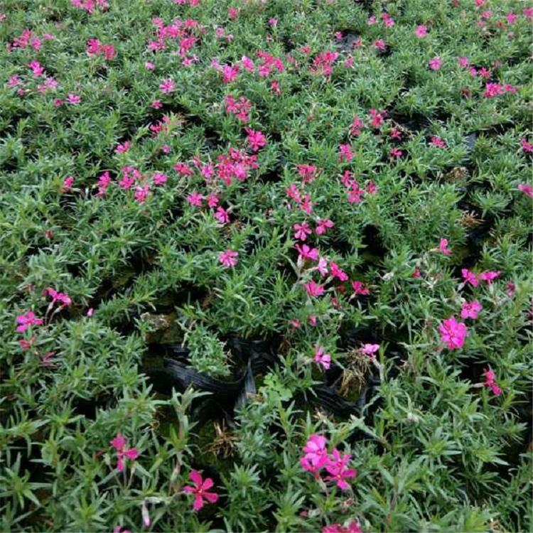 芝樱价格 红色芝樱种植基地 芝樱批发