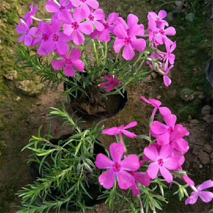 芝樱 芝樱花海 观赏花卉芝樱种植基地