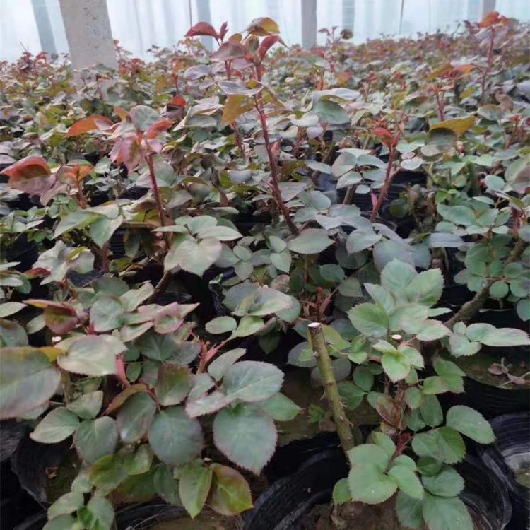 大花月季 丰花月季 多品种月季批发基地