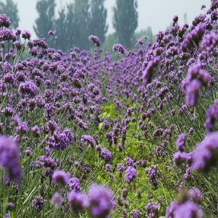 山东马鞭草 马鞭草种植基地 马鞭草基地-春琳花卉
