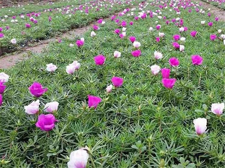 半枝莲价格 半枝莲供应商 潍坊半枝莲培育基地