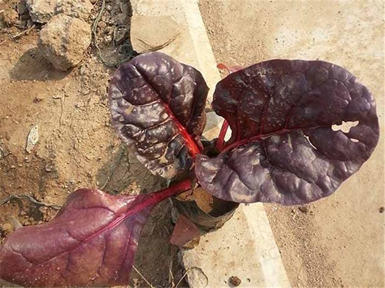 红叶甜菜种植基地  红叶甜菜批发价格 红叶甜菜供应