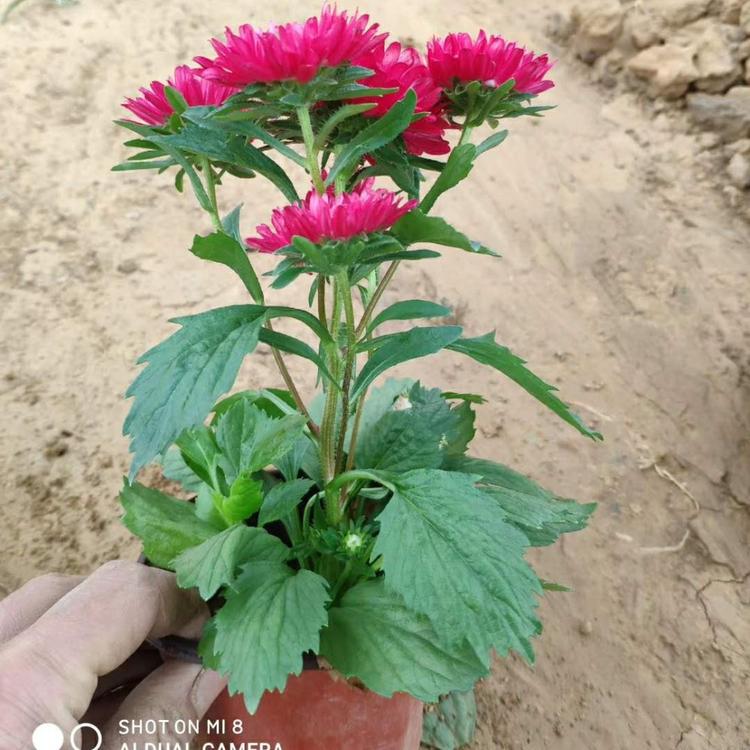 新上市翠                   菊 翠菊基地直销