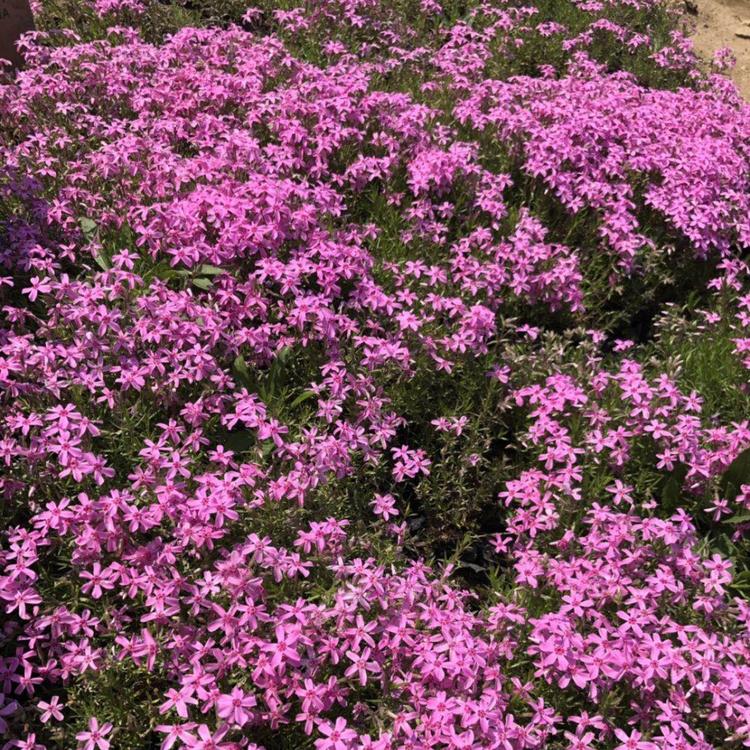 山东青州草花芝樱直供