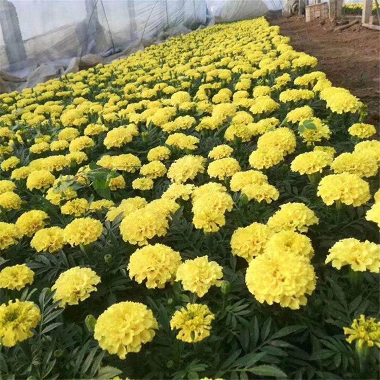 万寿菊 青州宿根草花基地批发万寿菊