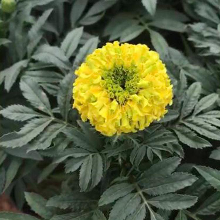 批发万寿菊 宿根草花基地供应万寿菊小苗