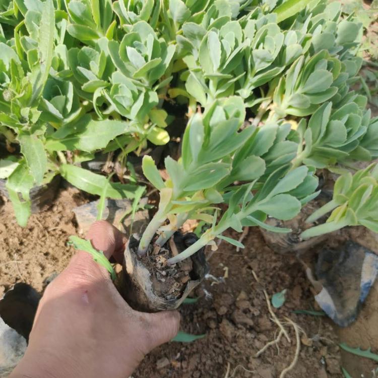 八宝景天 有山东潍坊青州花碟锦簇园林大量批发欢迎来电