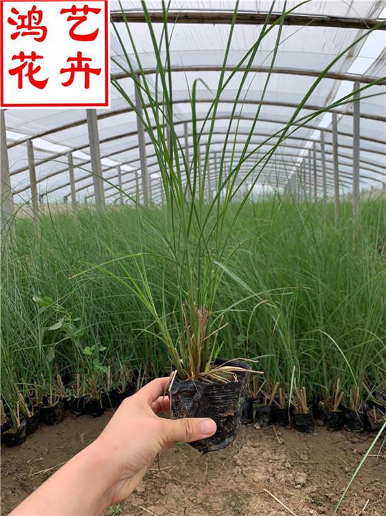 观赏草细叶芒批发 大面积绿化用苗细叶芒-鸿艺花卉