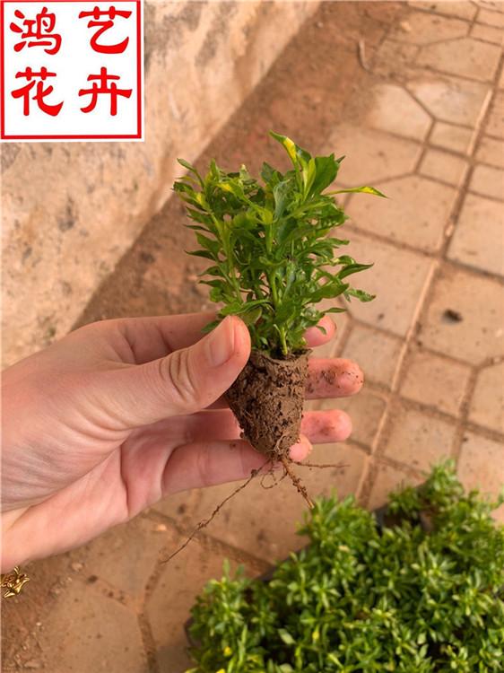 不怕冻得草花品种五色草 草花批发五色草幼苗-鸿艺花卉