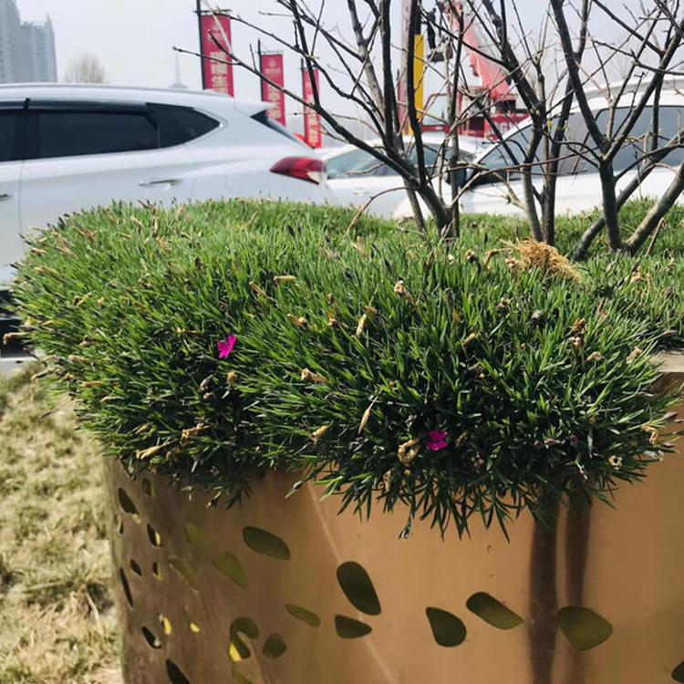 欧石竹 青州欧石竹培育基地