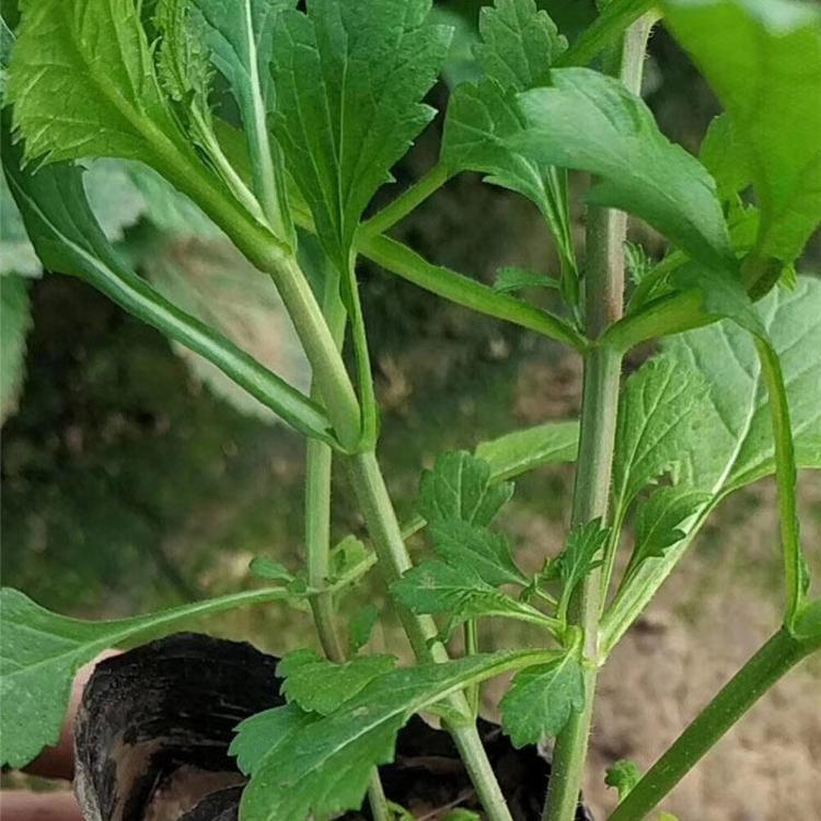 马鞭草  基地马鞭草 马鞭草花海
