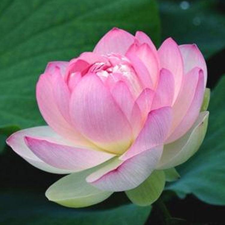 荷花种子 批发零售 浩菲荷花种子批发