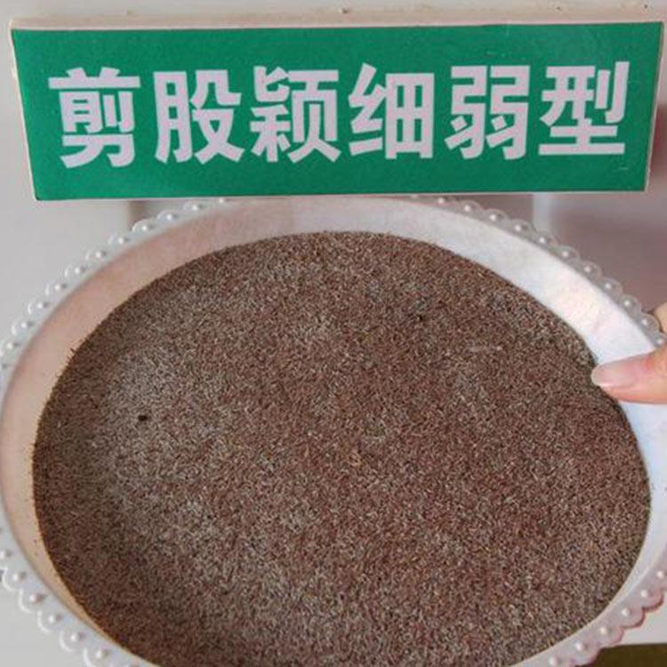 剪股颖种子 剪股颖种子批发 发芽率高