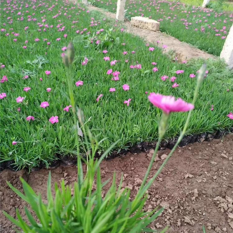 青州宿根草花批发  大量供应欧石竹小苗 欧石竹行情
