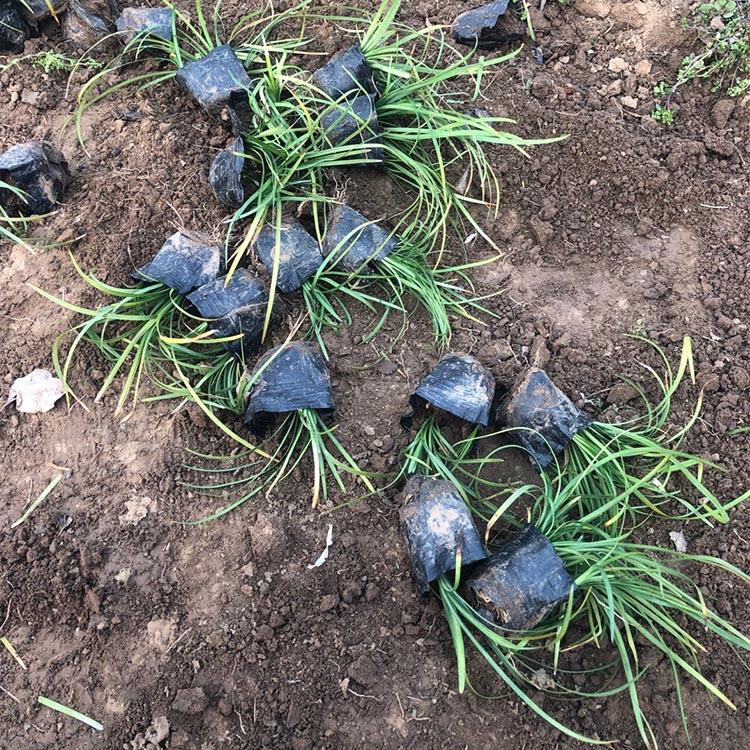 基地直销 麦冬 批发麦冬来亨利花卉 大量现货出售