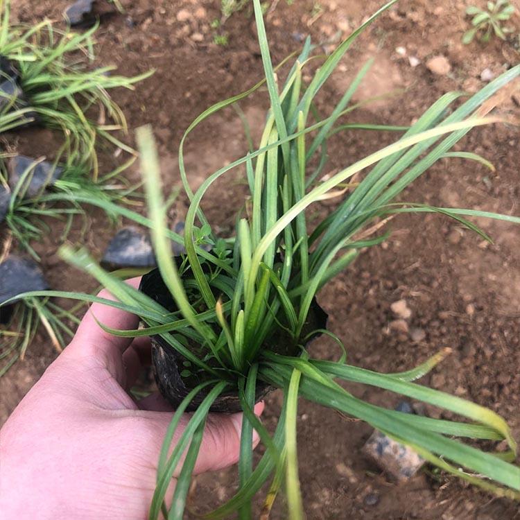 麦冬 亨利花卉供应麦冬小苗 麦冬批发商