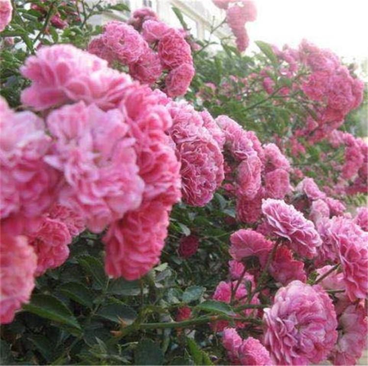 青州时令草花种植基地  蔷薇批发价格  蔷薇大量供应