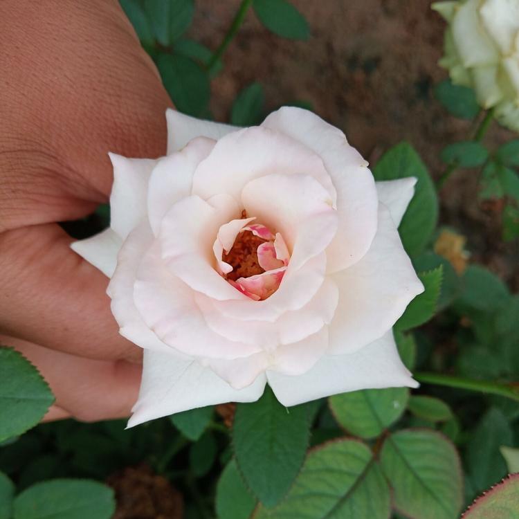 大花月季报价  山东大花月季种植基地   大花月季批发供应