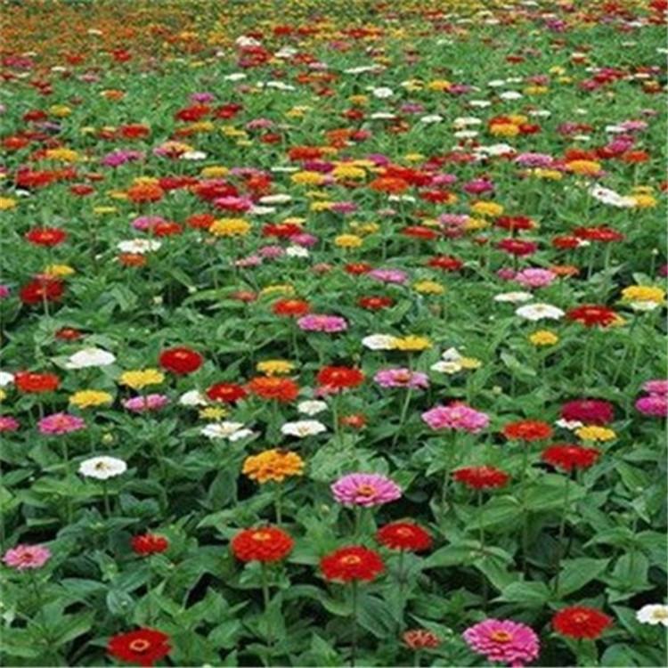 百日草基地 百日草批发价格 山东百日草出售