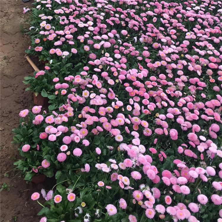 基地供应 雏菊 雏菊行情 雏菊图片