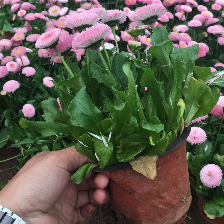 景观造型花卉雏菊 雏菊批发 雏菊种植基地