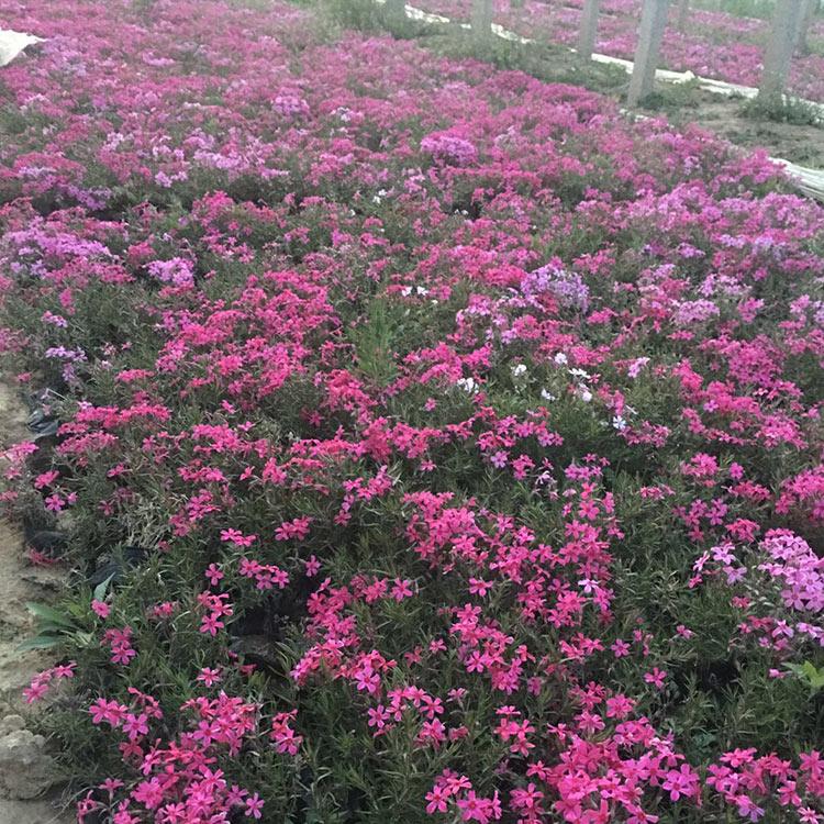 芝樱福禄考 福禄考批发价格 芝樱花海