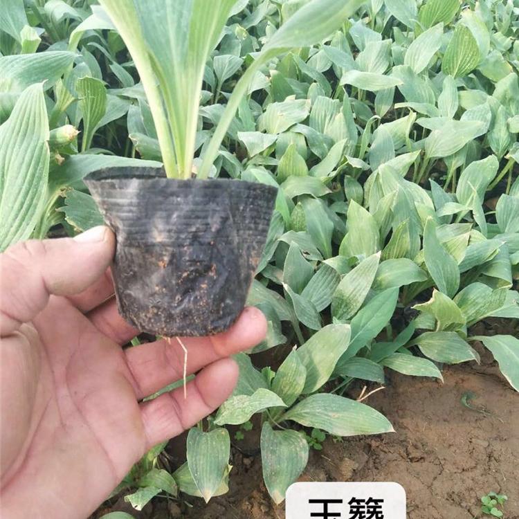 玉簪 花色如玉 花期7～9月 基地大量批发