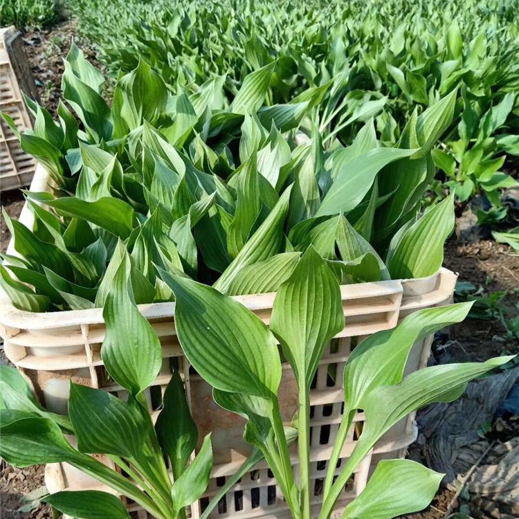 万启 玉簪杯苗 多年生宿根草本 青州苗木批发