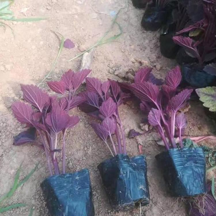 批发彩叶草 彩叶草小苗 彩叶草基地