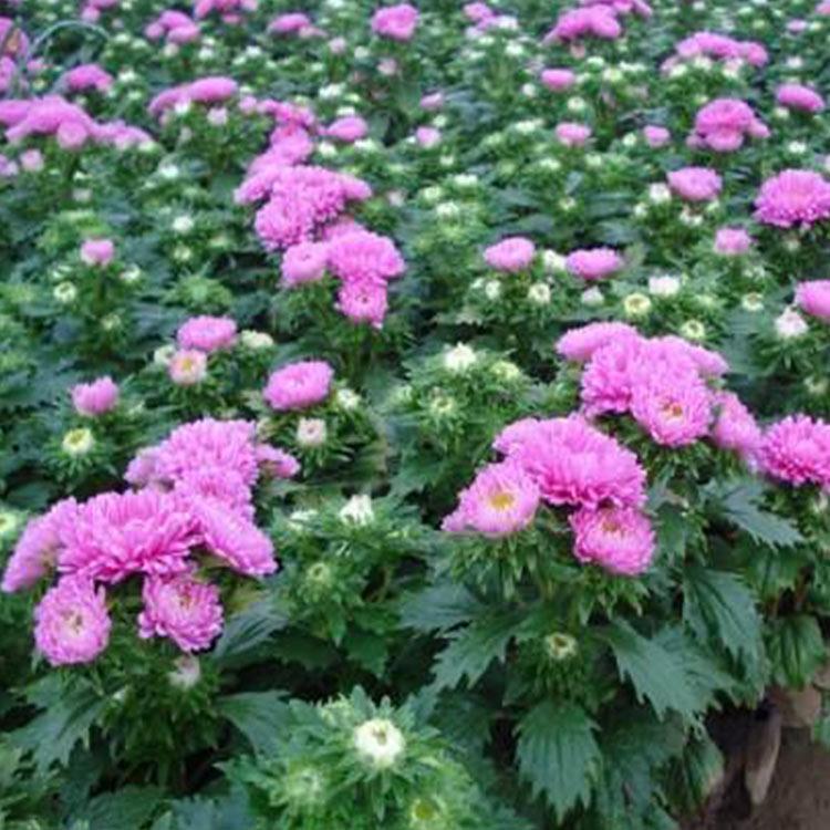 青州翠菊 翠菊批发 翠菊价格