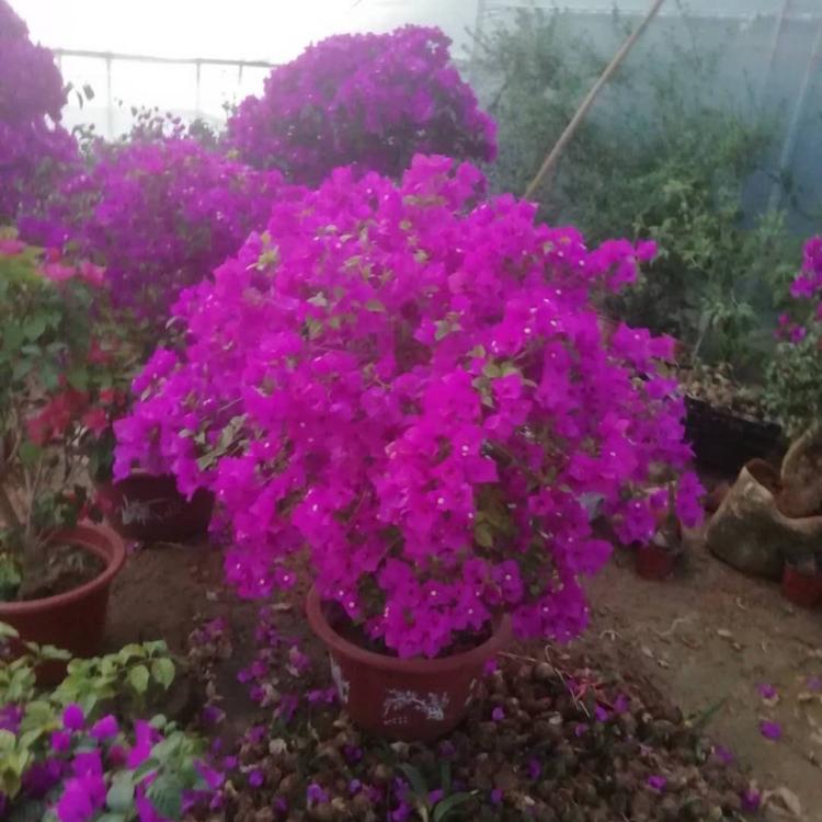 三角梅种植基地 顺阳花卉 三角梅批发基地