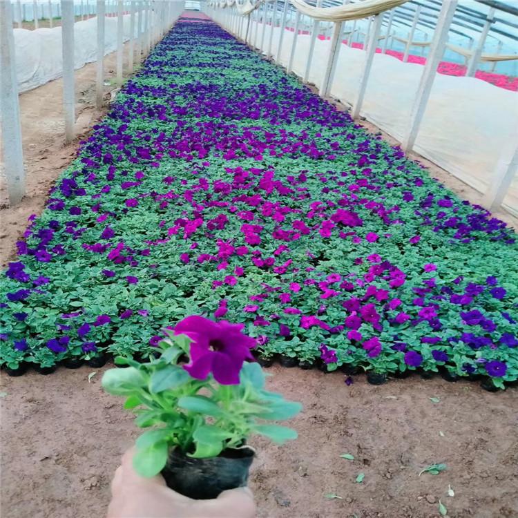 许昌矮牵牛大面积绿化植物 矮牵牛苗圃直供