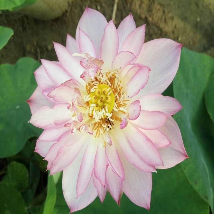 碗莲 碗莲价格 水生植物 荷花 荷花价格 绿化专用荷花