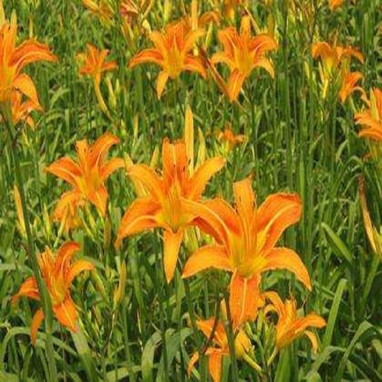 大花萱草种植基地 大花萱草基地找春彩花卉