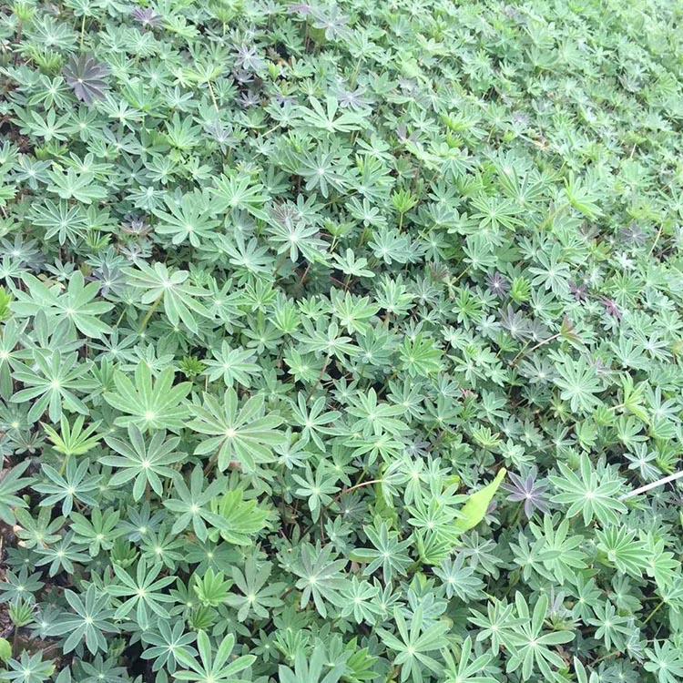 羽扇豆 鲁冰花 麦田基地培植批发
