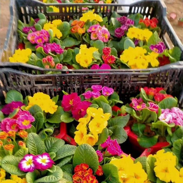 报春花基地 报春花种植基地 秀明花卉 报春花价格优惠