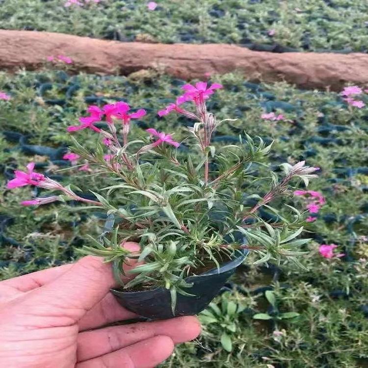 丛生福禄考价格 芝樱价格咨询树庆花卉