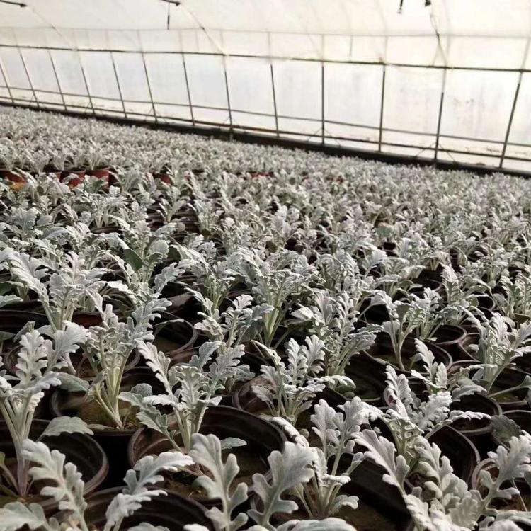 银叶菊基地_银叶菊批发价格_亨利时令草花