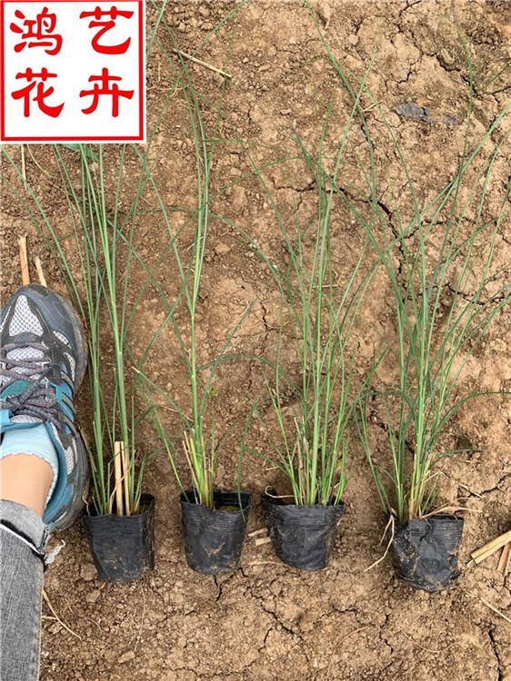 时令草花基地直销细叶芒 净化空气的细叶芒种苗-鸿艺花卉
