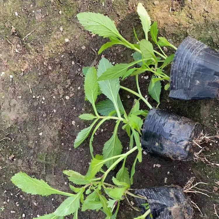 花海用苗柳叶马鞭草_亨利花卉柳叶马鞭草