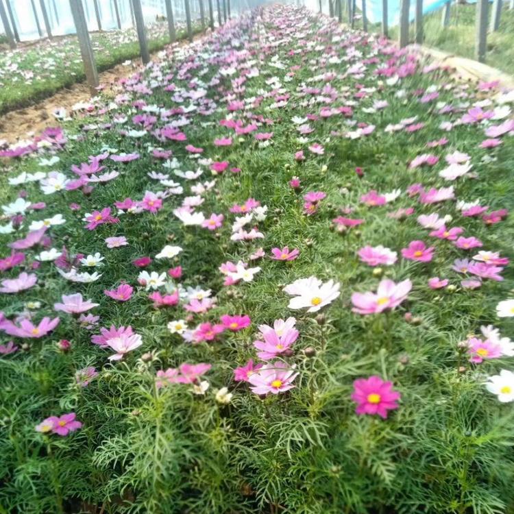波斯菊
