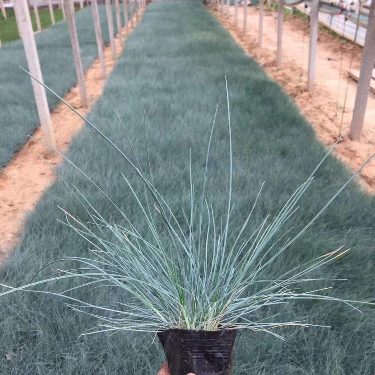 蓝羊茅基地 蓝羊茅价格 蓝羊茅供应 杯苗蓝羊茅报价