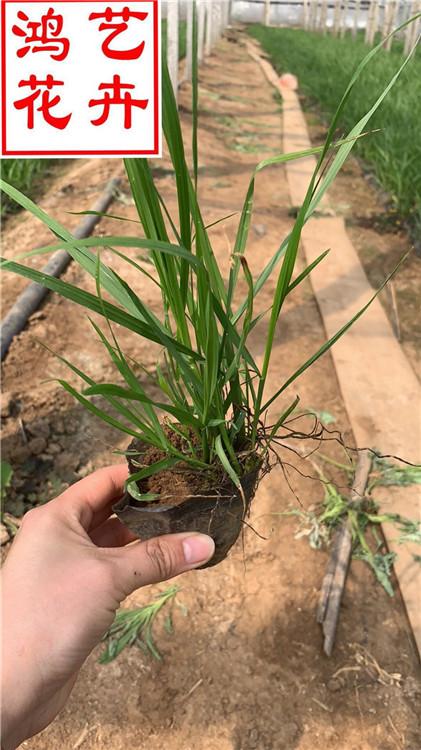 耐寒花卉狼尾草量大从优 绿化专用苗狼尾草批发-鸿艺花卉