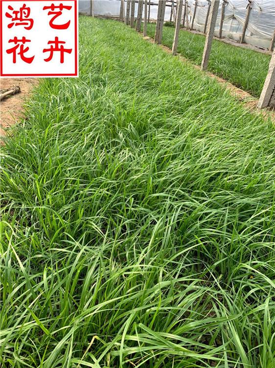 播种露天地被植物狼尾草批发 基地批发狼尾草种苗-鸿艺花卉