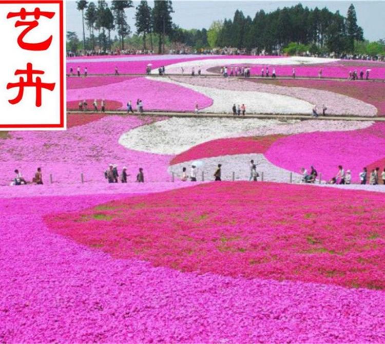 耐寒花卉芝樱量大从优 绿化专用苗芝樱批发